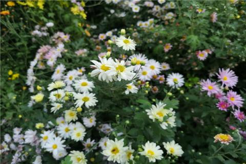 知里菊的功效与作用 知里菊有什么功效