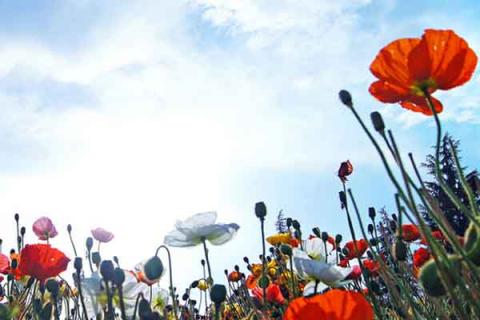 罂粟煮水喝的功效与作用 罂粟煮水喝的功效与作用是什么