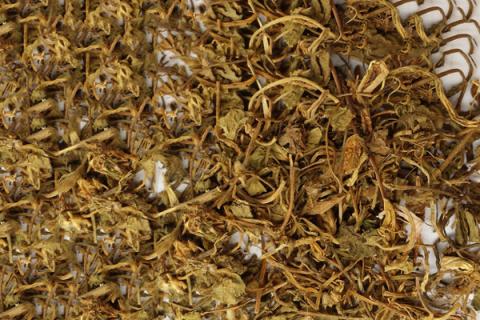 雷公根的功效与作用（雷公藤的功效与作用）