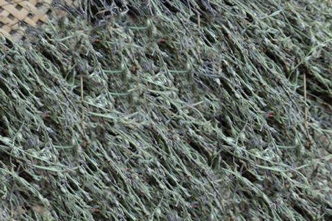 金锁匙的功效与作用（金锁匙的功效与作用和副作用）