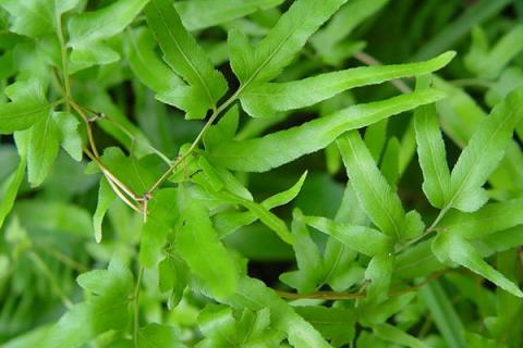 海金沙藤的功效与作用（海金沙藤的功效与作用及食用方法）