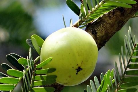 油甘泡酒的功效与作用（油甘泡酒的做法）