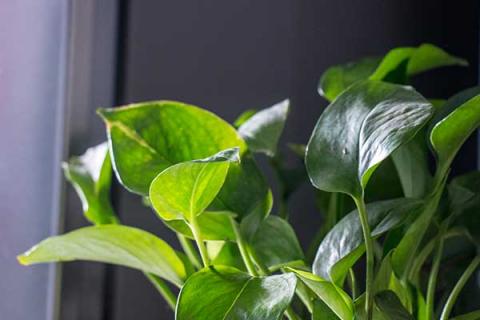 绿萝的功效与作用 绿萝的作用有哪些