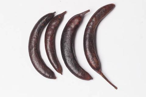 牙皂的功效与作用（藁本牙皂的功效与作用）