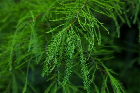 鲜松叶的功效与作用（鲜松叶葛根珍珠层粉功效和副作用）