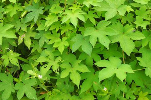 律草的功效与作用（律草的功效与作用怎么吃）