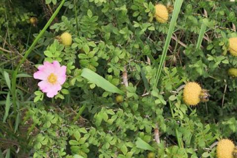 缫丝花的功效与作用 缫丝花的功效与作用及禁忌