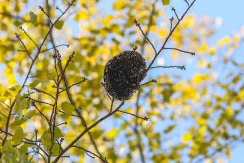 马蜂窝的功效与作用 马蜂窝的功效与作用抗肿瘤