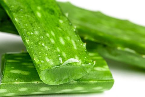芦荟的功效与作用（芦荟的功效与作用及食用方法）