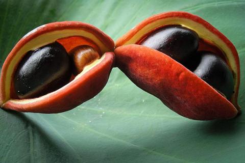 六旺果的功效与作用（六旺果的功效与作用女人吃可以吗）