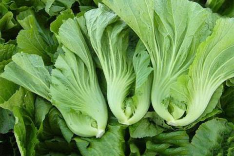 芥菜的功效与作用 荠菜的功效与作用