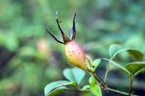 新鲜刺梨子泡酒的功效与作用 鲜刺梨泡酒怎么泡