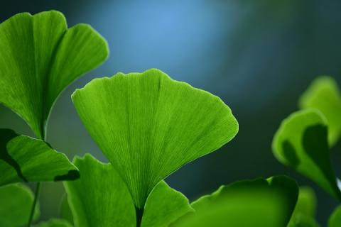 银杏树叶的功效与作用（银杏树叶的功效与作用和副作用）