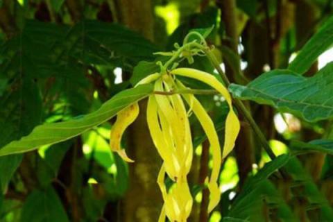 依兰花的功效与作用（依兰花的功效作用与主治）