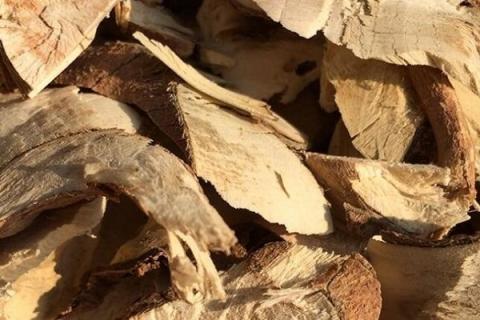 天星木根的功效与作用 天星木根的功效与作用图片老年人