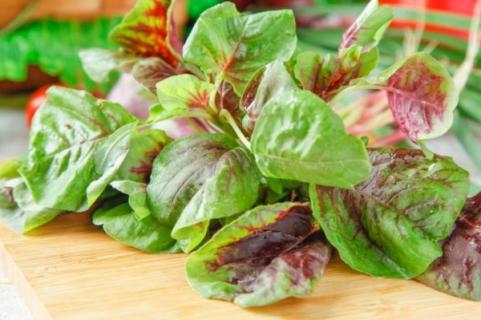 红苋菜的功效与作用 茄子的功效与作用