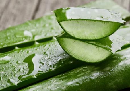 芦荟灌肤的功效与作用（鲜芦荟可以直接涂在脸上吗）