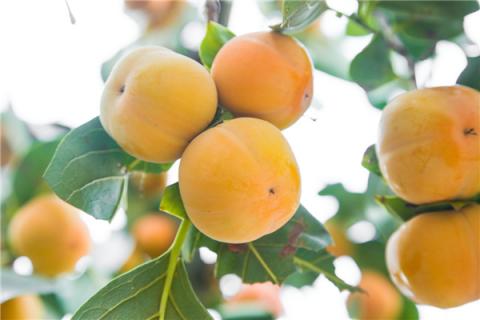 野柿子泡酒的功效与作用 野柿子泡酒的功效与作用放十几年还能吃吗