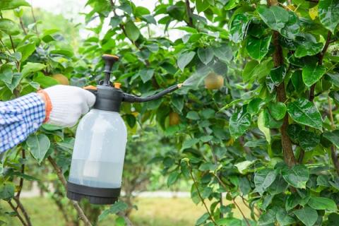 代森锰锌的功效与作用 代森锰锌的功效与作用能作用于月季那吗