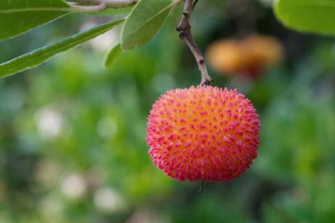 杨梅的功效与作用（杨梅泡酒的功效和作用）