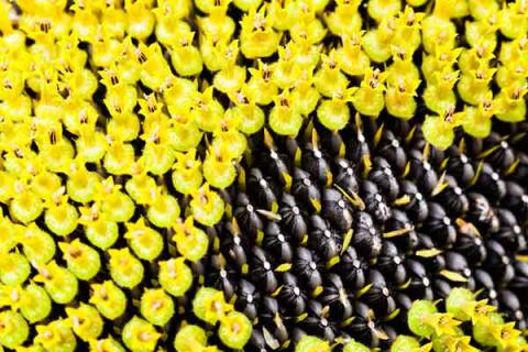 葵花籽的功效与作用 熟的葵花籽的功效与作用