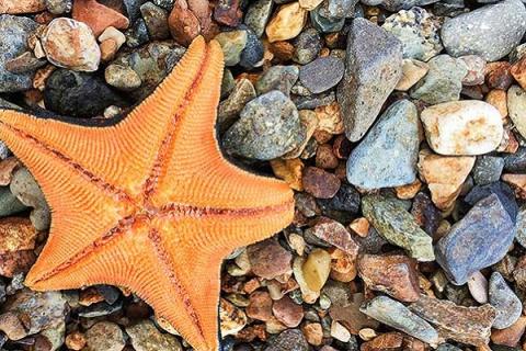 海星的功效与作用 干海星的功效与作用及食用方法