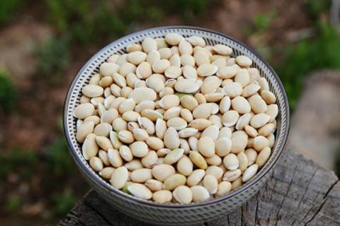 炒白扁豆的功效与作用 炒白扁豆的功效与作用主要治什么病