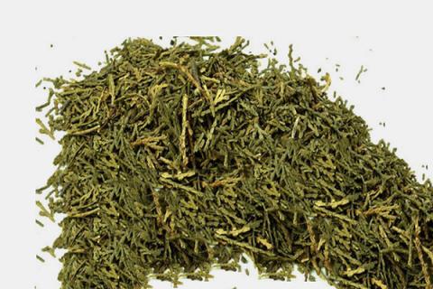 侧柏炭的功效与作用（侧柏炭的功效与作用与主治）