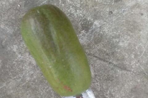 狗枣子的功效与作用 狗枣子图片