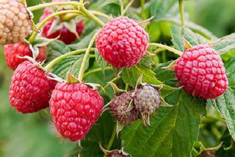 红树林果的功效与作用 红树林果的功效与作用是什么