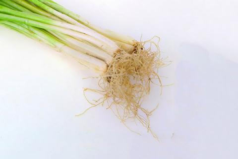 葱胡子的功效与作用（葱胡子的功效与作用婴儿可以喝么）