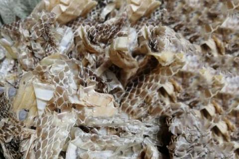 蛇脱皮的功效与作用 蛇蜕皮有什么功效