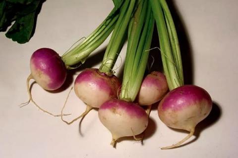 蔓菁的功效与作用（蔓菁的功效与作用图片）