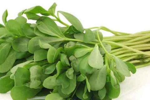 马齿菜对皮肤病的功效与作用 马齿菜治什么皮肤病