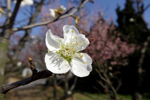 绿梅花的功效与作用 绿梅花的功效与作用点