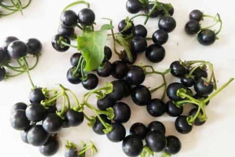 黑星星的功效与作用 黑星星的功效与作用图片