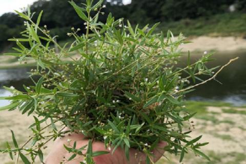 伞房花耳草的功效与作用 伞房花耳草药用部位