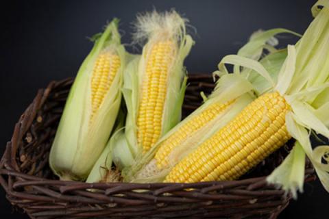 煮玉米须水的功效与作用（煮玉米须水的功效与作用是什么）