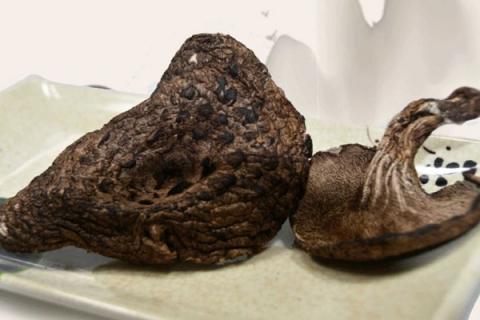 黑虎掌菌的功效与作用（黑虎掌菌的功效与作用及食用方法）