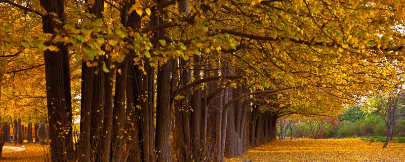 银杏树为什么不能种门前（银杏树为什么不能种在家门口）