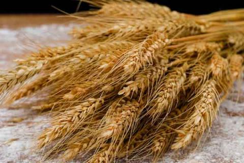 小麦的功效与作用（浮小麦的功效与作用主要治什么病）