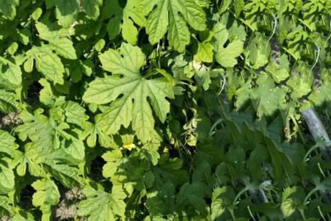 苦瓜叶子煮水的功效与作用（苦瓜叶泡水喝有什么功效）