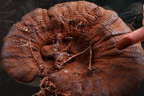 朿灵芝的功效与作用 艼灵芝的功效和用法