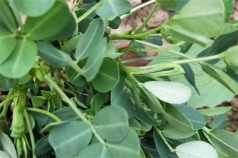 花生秧子的功效与作用 花生秧子的功效与作用喂兔子好吗