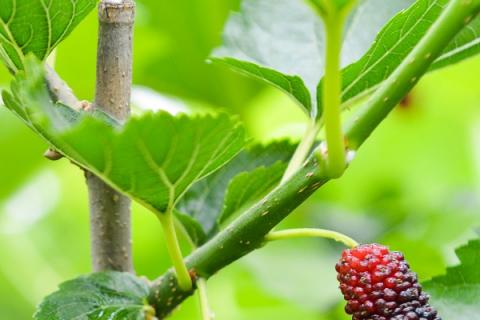 桑葚叶子泡水喝的功效与作用 桑葚叶子泡水喝的功效与作用及禁忌