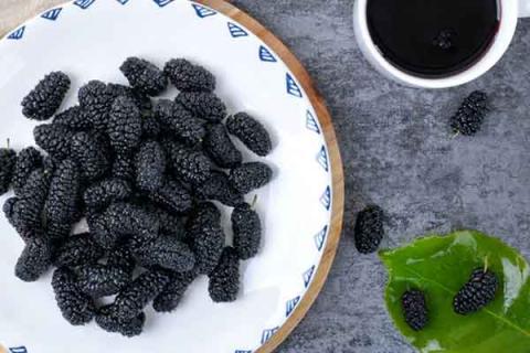 桑葚干泡酒的功效与作用（桑葚干泡酒的功效与作用禁忌）