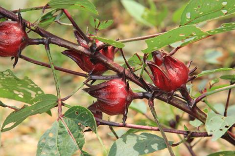 洛神花泡水喝的功效与作用 洛神花泡水喝的功效与作用-食用方法及禁忌桑椹怎么吃