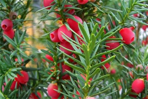 红豆杉果实的功效与作用 红豆杉果实的功效与作用 抗癌