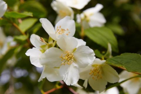 茉莉的功效与作用 茉莉的功效与作用及禁忌