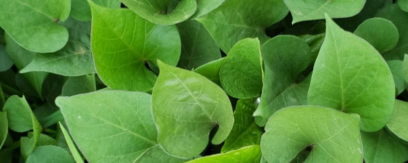 红薯苗的种植方法步骤 红薯苗的种植方法步骤论文